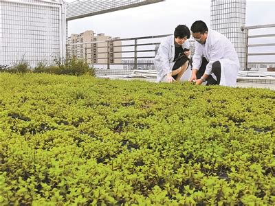 屋顶草坪未来发展潜力巨大 重庆风景园林网 重庆市风景园林学会