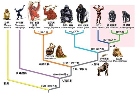 人类进化史是这样的！我国科学家证实人类是从鱼进化来的_北晚在线