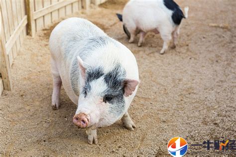 猪肉产能过剩，养一头猪要亏损300，散户和养殖企业谁来背锅？