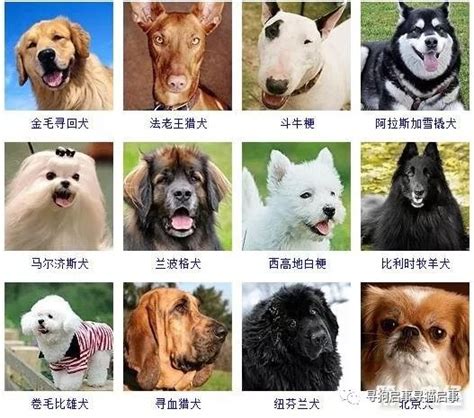 最可爱的十种狗狗品种_360新知