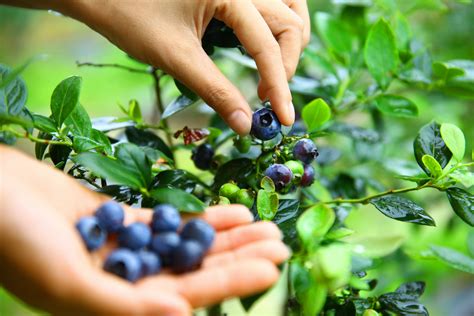 约吗？长沙县2000亩本地蓝莓熟，等你来采摘-长沙县-长沙晚报网