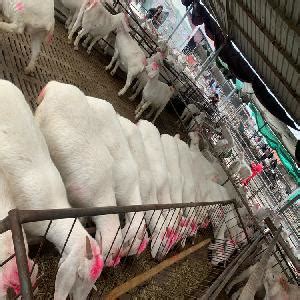 活羊交易市场 活羊交易市场 富达大型养牛基地-食品商务网