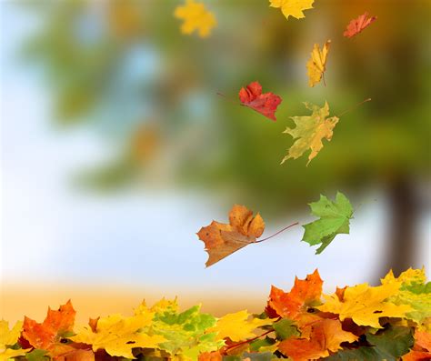 秋天的树叶高清图片下载-正版图片501698186-摄图网