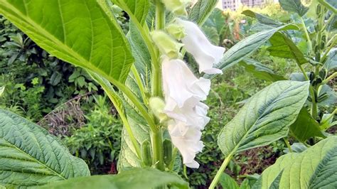 美丽吉安之赏花系列:娇小玲珑的龙葵花图片