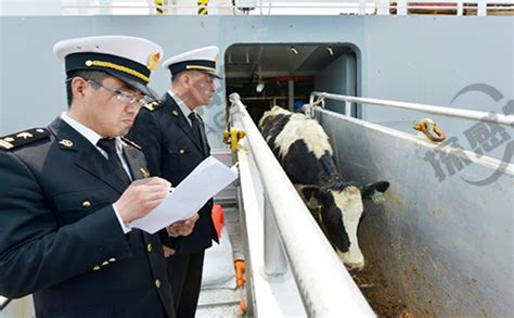 出入境检验检疫局借助RFID牛耳标进行牛只检验检疫