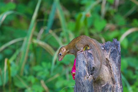 泰国森林中常见的树鼩或南方树鼩 (Tupaia glis)风景名胜免费下载_jpg格式_5184像素_编号42066487-千图网