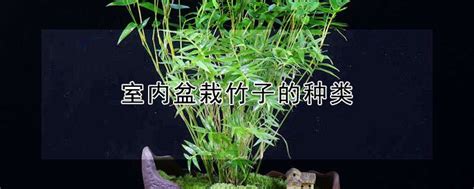 盆景制作之盆景竹子的种类