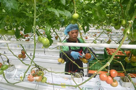 四川内江：“蔬菜工厂”管护忙-人民图片网