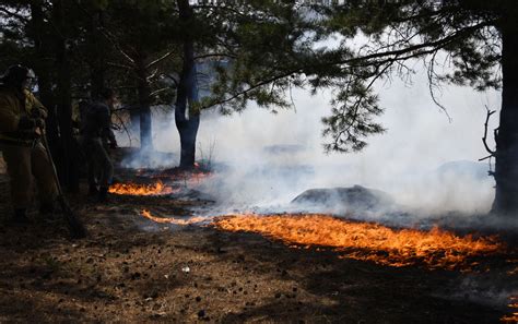 俄罗斯科学家提出森林火灾预测新方法 - 2020年6月11日, 俄罗斯卫星通讯社