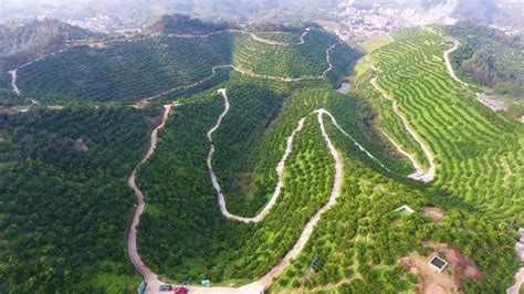 广西容县打造林业生态建设示范样板-中国木业网