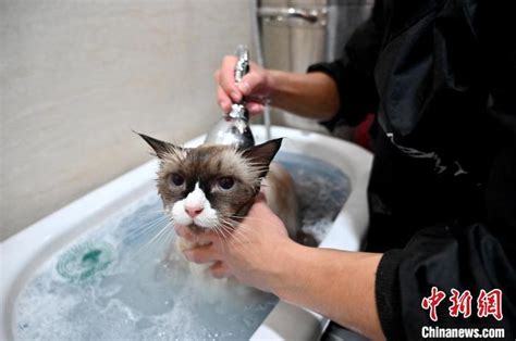 怎样给猫咪洗澡_360新知