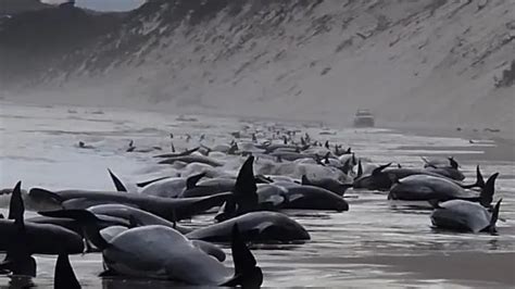 鲸落，鲸为什么死前有在海面上一跃|鲸鱼|海面|深海_新浪新闻