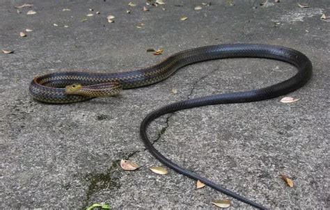 成都生物所在“世界内陆最低处”发现花条蛇属蛇类新种 - 封面新闻