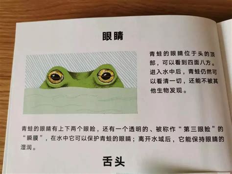 青蛙眼皮,多眼皮,三眼皮(第3页)_大山谷图库