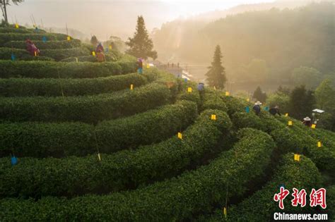 茶山茶园航拍万亩茶园茶山_3840X2160_高清视频素材下载(编号:5608120)_实拍视频_光厂(VJ师网) www.vjshi.com