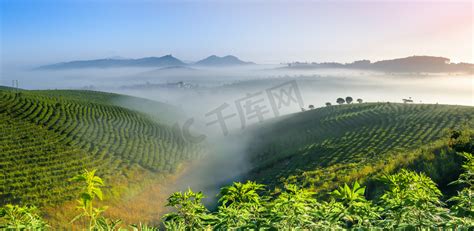 云南省普洱布朗族采茶 - 中国国家地理最美观景拍摄点