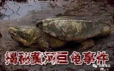 1965年黄河巨龟事件真相揭秘，村民吃了后肠穿肚烂上吊而死 - 知乎