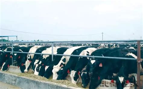 孟津区横水镇：发展奶牛养殖 助农增收致富_新闻中心_洛阳网