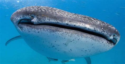 最大的鲨鱼有多大？鲸鲨比大象还大，但这种鲨鱼却相当于十头大象