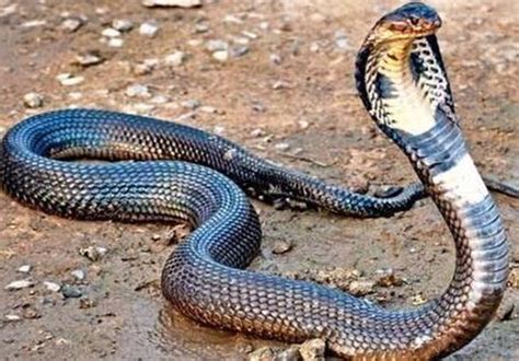 眼镜蛇的最大天敌，蛇獴大战4米巨型眼镜王蛇，蜜獾看到也要说个服