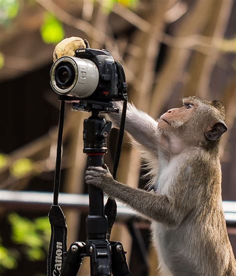 【公益】2021搞笑野生动物摄影大赛落幕！获奖作品有多搞笑？_保护