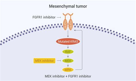石虎兵课题组发现GRB7能使KRAS突变型结直肠癌对MEK抑制剂产生耐药 – 华西医院乳腺健康医学研究院 石虎兵课题组