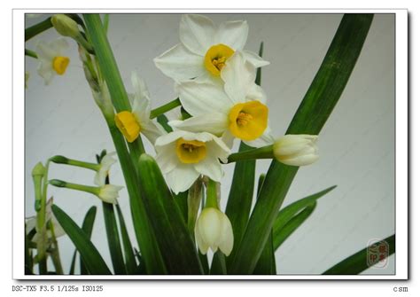 【凌波仙子---今年的首张花卉---水仙摄影图片】生态摄影_倾心光影摄影博客_太平洋电脑网摄影部落