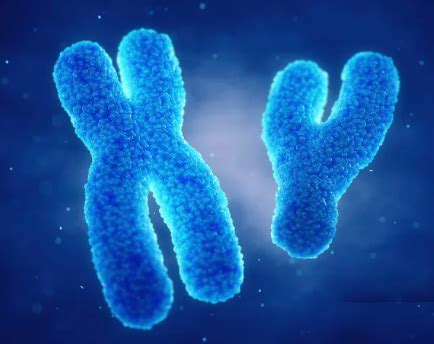 科学家们将男性、女性体细胞内的染色体进行整理，形成了下列排序图。请
