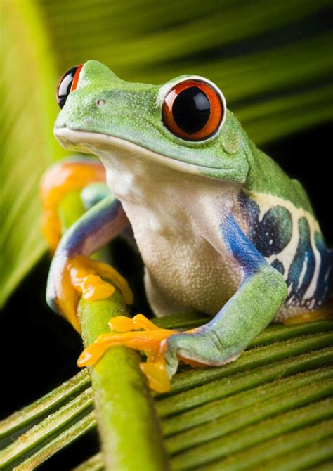 青蛙图片-绿色肌肤红眼睛的青蛙素材-高清图片-摄影照片-寻图免费打包下载
