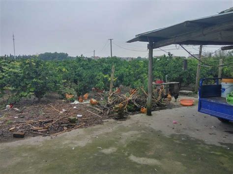 上海市崇明县26亩果园转让- 聚土网