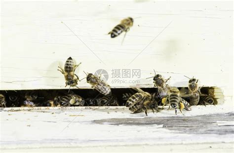荆门多地蜜蜂大面积神秘死亡 专家也找不出死因(图)_手机新浪网