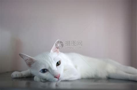黄白猫系列图片