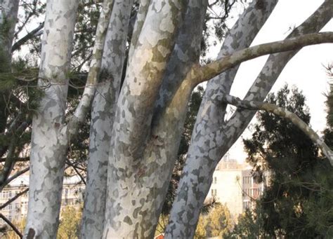 白桦树树皮材质贴图 (109) - 草图大师模型