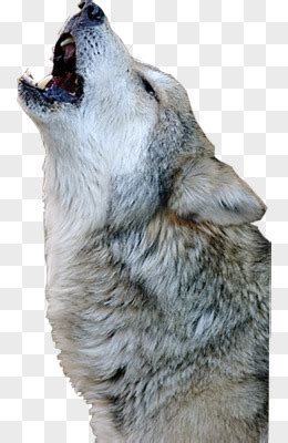 狼嚎的图片 - PSD素材网