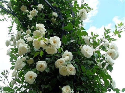 白蔷薇图片 - 花百科