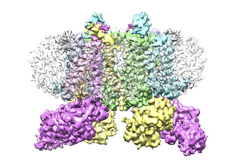 生成模型在蛋白质序列设计中的应用