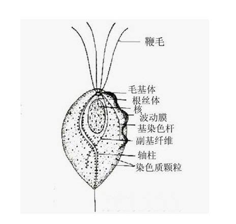 女性阴道图解图片