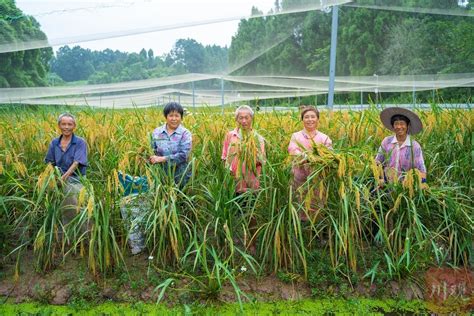 组图| 遂宁蓬溪：亩产达700公斤的巨型稻丰收啦_四川在线