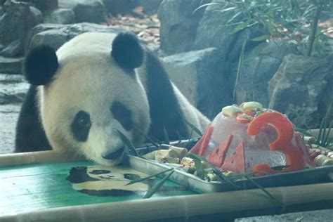 武汉动物园大熊猫“胖妞”3岁啦-搜狐大视野-搜狐新闻