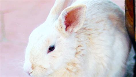 1987年生肖兔是什么命 1987年属兔一生命运 - 万年历