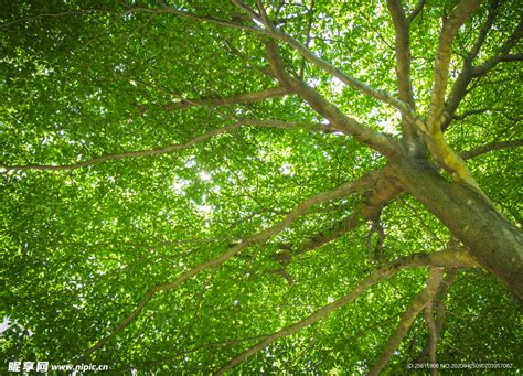 枝繁叶茂的树木摄影图__野生动物_生物世界_摄影图库_昵图网nipic.com