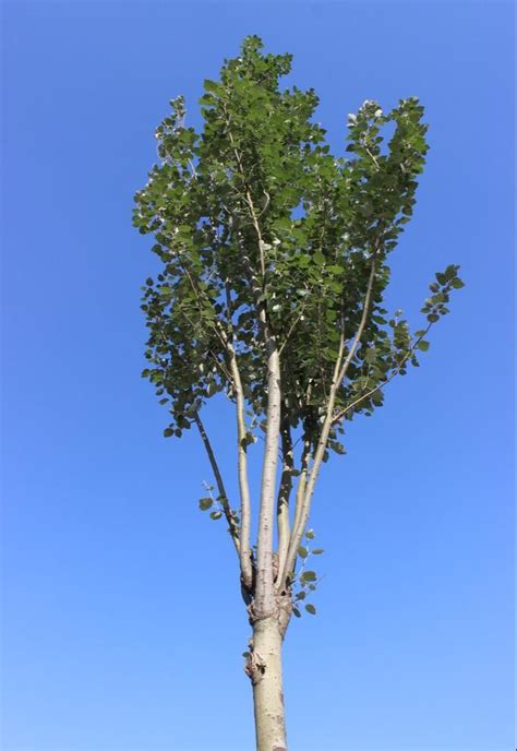 【沙漠绿洲的白杨树摄影图片】生态摄影_太平洋电脑网摄影部落