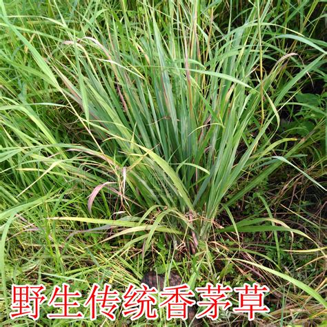 仙茅草图片