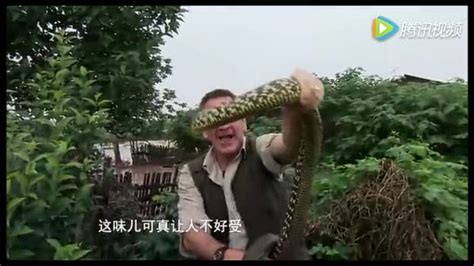 与蛇共舞：跟随蟒蛇专家探险中国十大毒蛇，看到你肉麻_腾讯视频