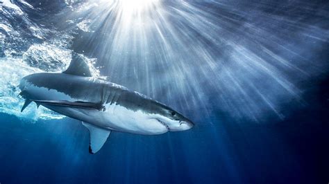 Haie | Ein Hai-Light auf Yap Foto & Bild | world, natur, ocean Bilder ...