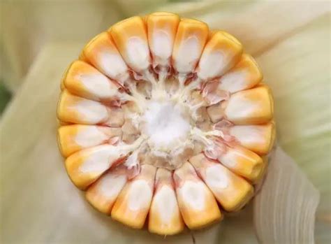 2021年，选玉米种必须要掌握的13个标准！ - 广西首控生物科技