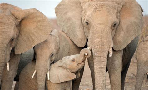 一只小象和它的妈妈高清摄影大图-千库网