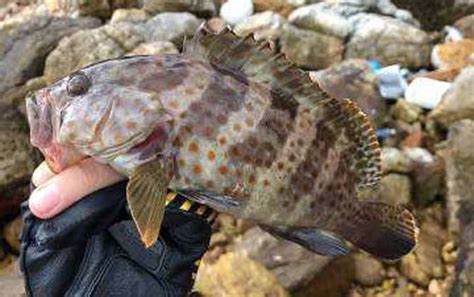野生石斑鱼和养殖石斑鱼的区别 - 百科 - 酷钓鱼