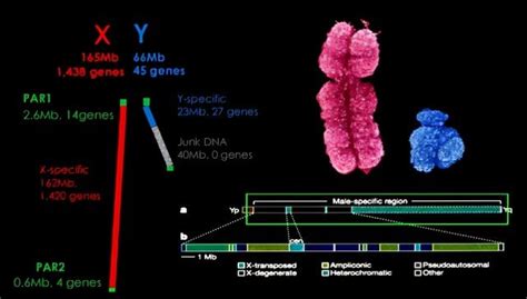 染色体核型-运动解剖学运动医学-医学