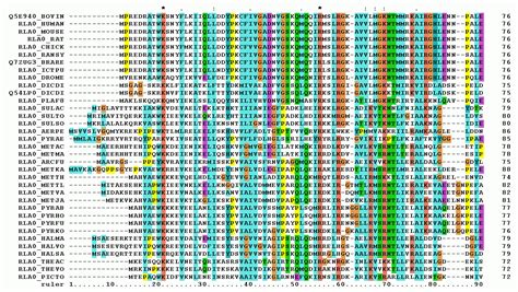 利用genedoc绘制一张多序列比对图-CSDN博客